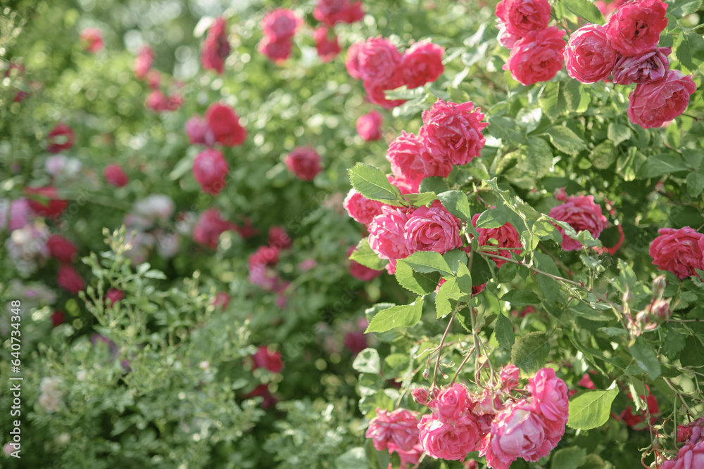 Blooming pink roses in the summer garden. Blooming pink roses in the summer garden.