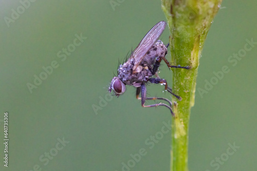 Macro shot of tachinid fly photo