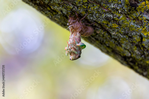 The dog-day cicada (Neotibicen canicularis). The final stage of the larval to adult insect transformation photo