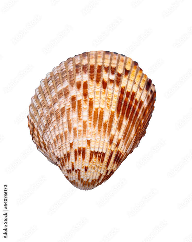 A big sea shell on a transparent background A big sea shell on a transparent background
