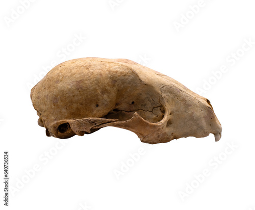 Side view of a rabbit skull on a transparent background 