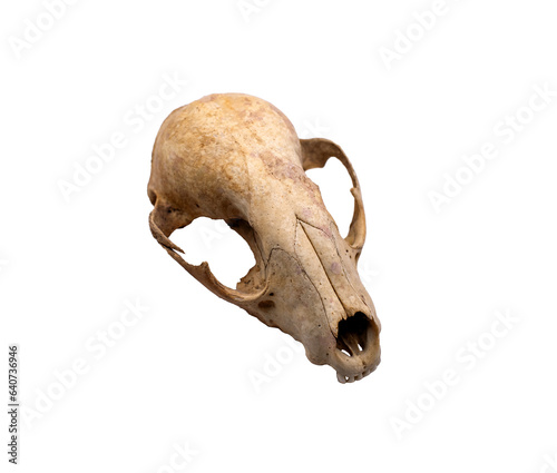 Shull of a rabbit on a transparent background 