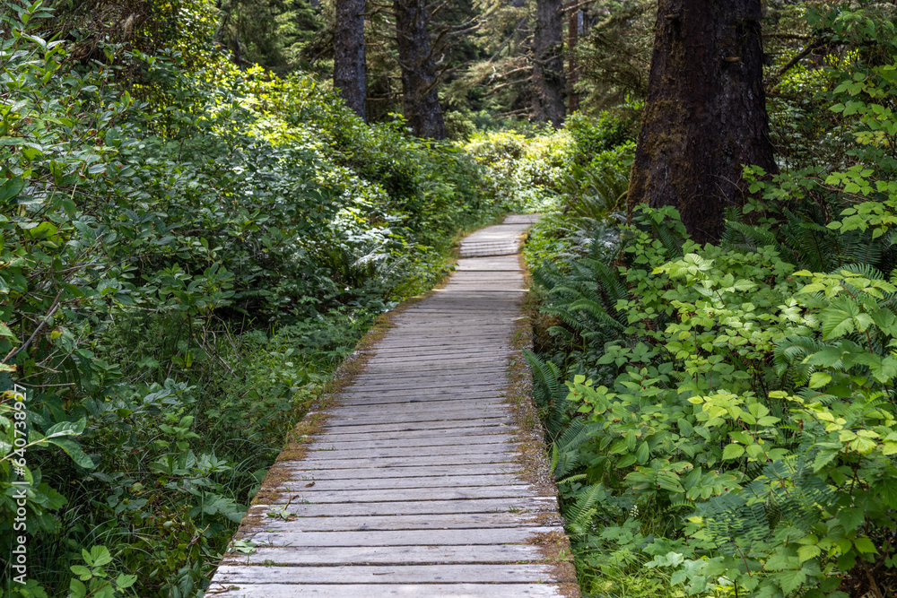 boardwalk in the forest boardwalk in the forest