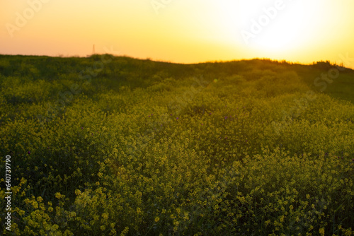 Canola flowers at sunset.