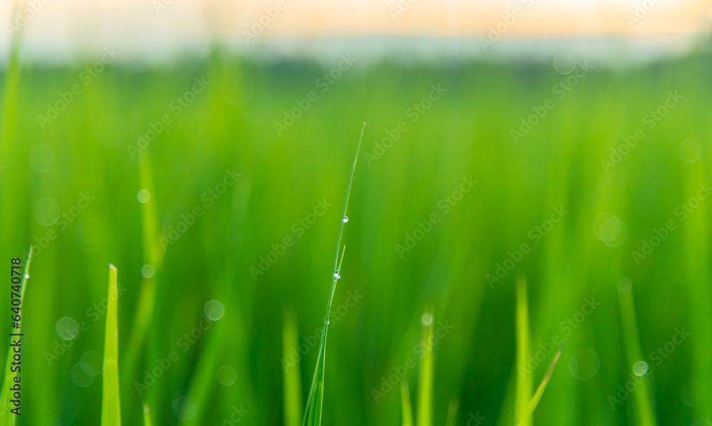 Mist in the warm light on the grass at sunrise.Dew drops on green fine grass closeup early in the morning at sunrise with soft golden light.