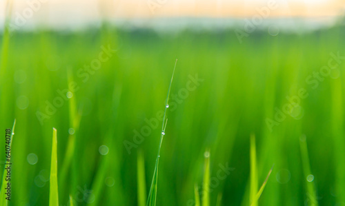 Mist in the warm light on the grass at sunrise.Dew drops on green fine grass closeup early in the morning at sunrise with soft golden light.