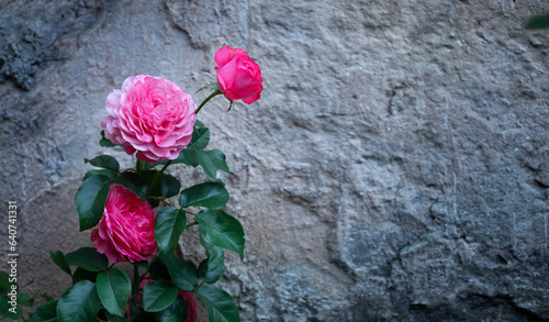 różowe róże na tle szarej, starej betonowej ściany, 
