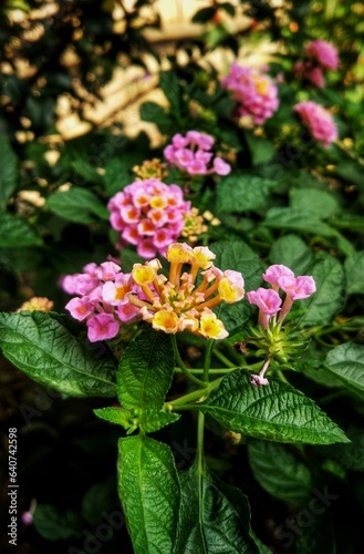 pink flowers in a garden
