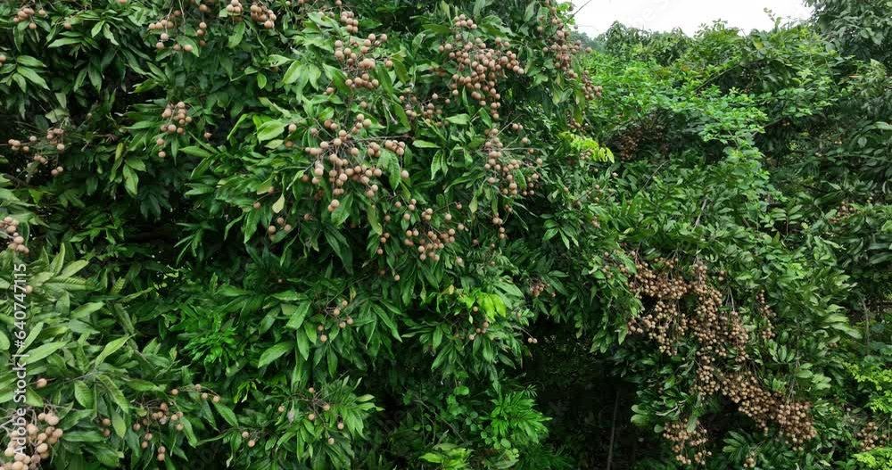 Longan fruit in growth on tree in summer Longan fruit in growth on tree in summer