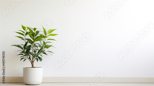 plant in the interior with white empty wall.Generative Ai © Shades3d