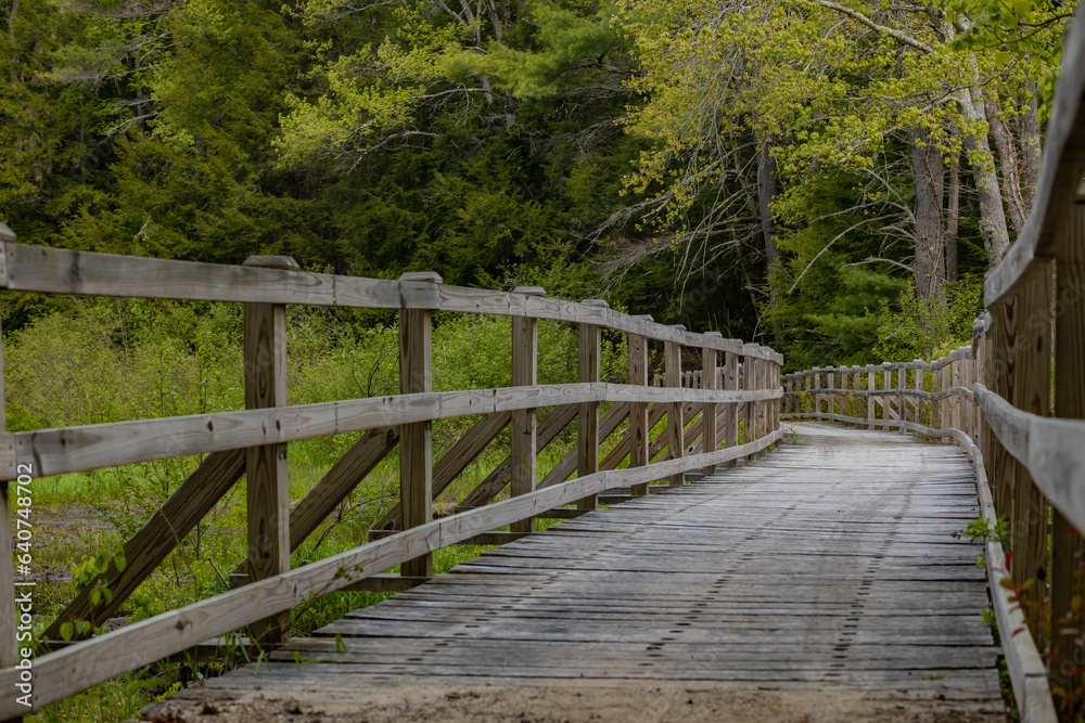 wooden bridge in the woods