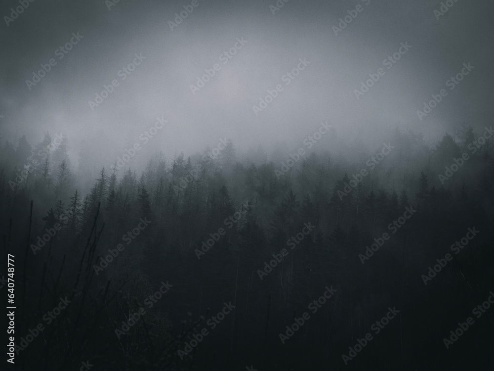 fog in the forest