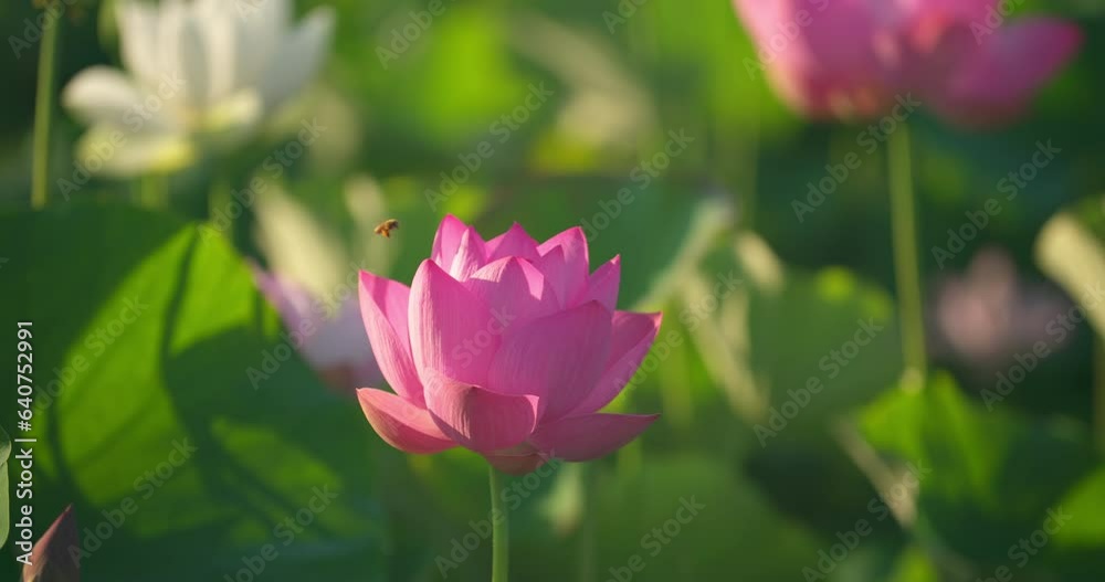 満開の蓮池の蓮の花々 蜜蜂 左ドリー 満開の蓮池の蓮の花々 蜜蜂 左ドリー