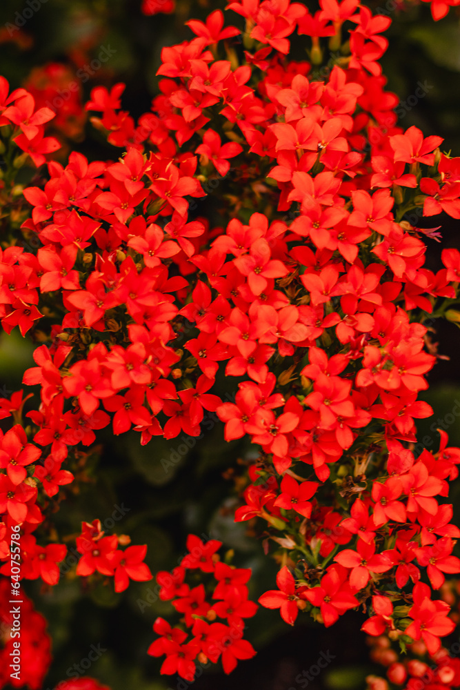 Flores com folhas vermelhas na cidade de Holambra, Estado de São Paulo, Brasil