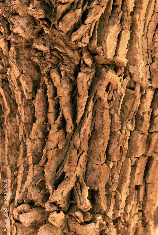 Old tree bark, detail of deep wrinkled texture Old tree bark, detail of deep wrinkled texture