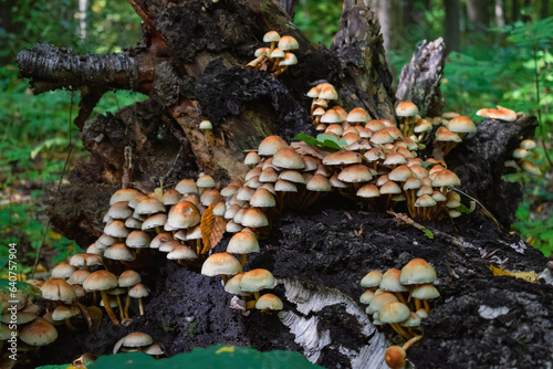 mushrooms on a tree