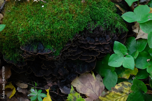 moss on the tree