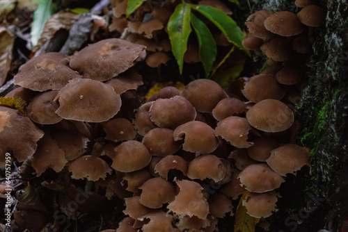 mushrooms in the forest