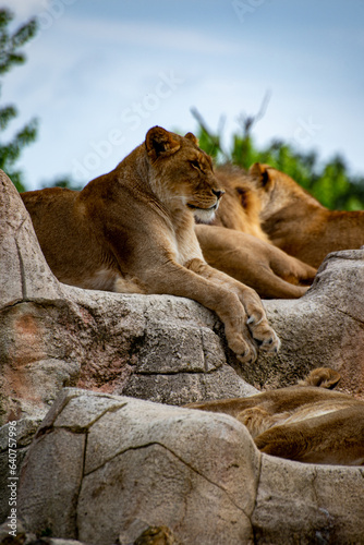Lionne