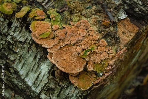 bark of a tree