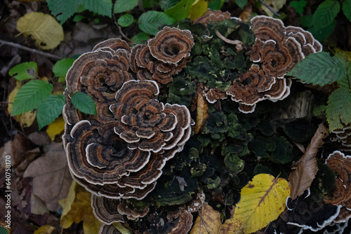 mushrooms in the forest