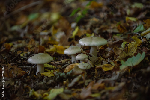 mushroom in the forest