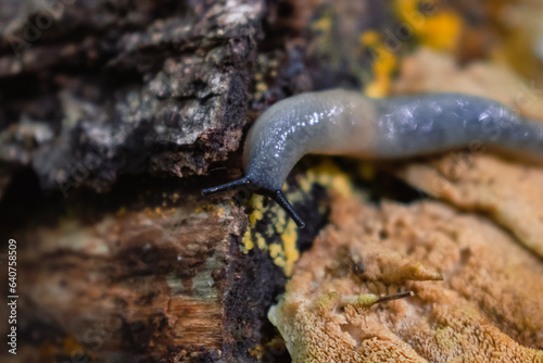 snail on a tree