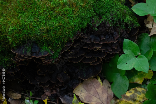 moss on the tree