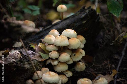 mushrooms in the forest