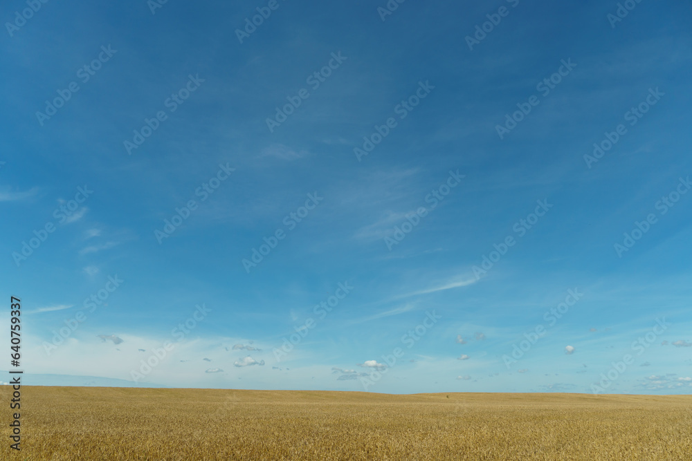 A golden wheat field and fluffy white clouds on a blue sky on a sunny summer day. Tourist places for family holidays. summer countryside landscape