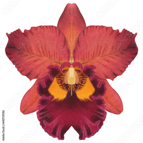 Realistic red orchid Cattleya isolated detailed front view