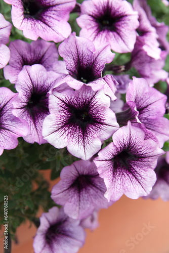 Violet - white  purple lilac  flowers of  Petunia  ornamental plant 