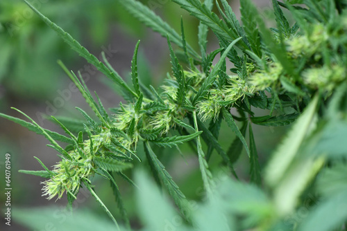 Сannabis/marijuana plants. Fresh cannabis plant. High resolution photo.