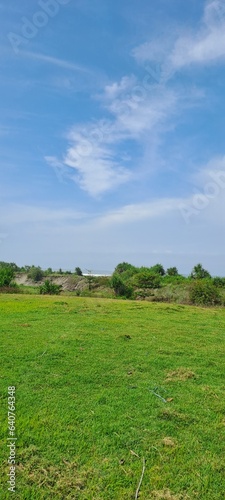 grass and blue sky