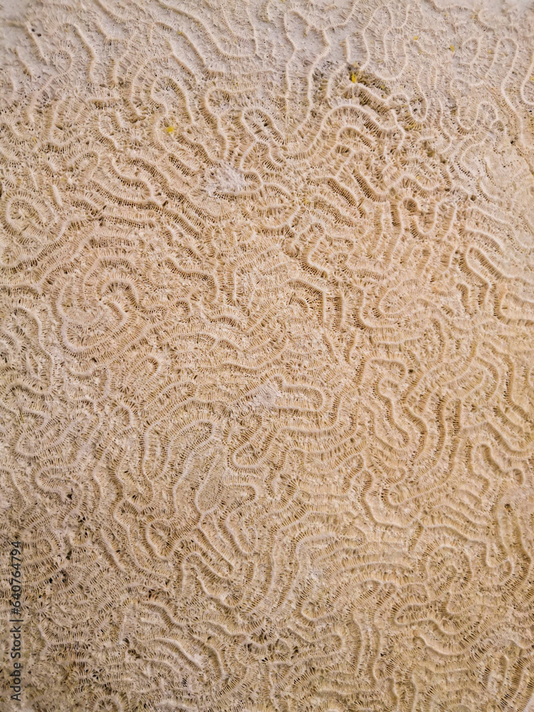 A maze of curves forms the shallow coral texture. A maze of curves forms the shallow coral texture.
