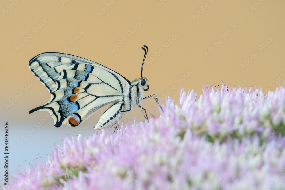 Swallowtail butterfly (Papilio machaon) shot with high detail perching on a flower on blurry pastel background. Italy, Monviso Natural Park.