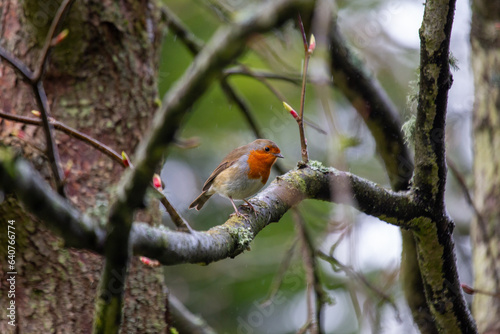 Photography Robin Red Breast (Erithacus rubecula) in Dublin, Ireland