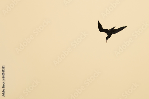 Tableau sur toile Silhouette of White-cheeked Tern diving during sunrise, Bahrain