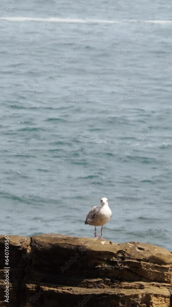 A seagull on a rock resting alone with the ocean in the background. Relaxing nature scenery with gull seabird in daylight. Coastline wildlife vertical video with copy space. A seagull on a rock resting alone with the ocean in the background. Relaxing nature scenery with gull seabird in daylight. Coastline wildlife vertical video with copy space.