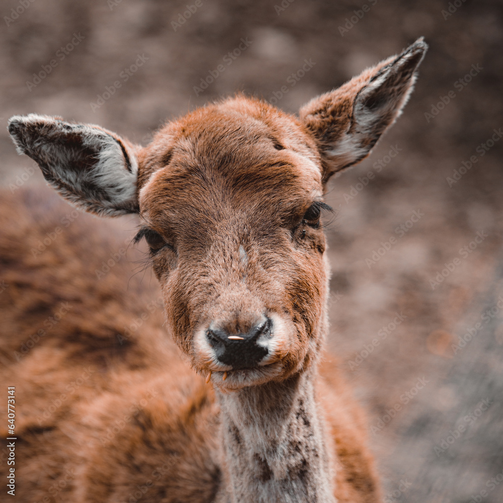 Fototapeta premium Deer 