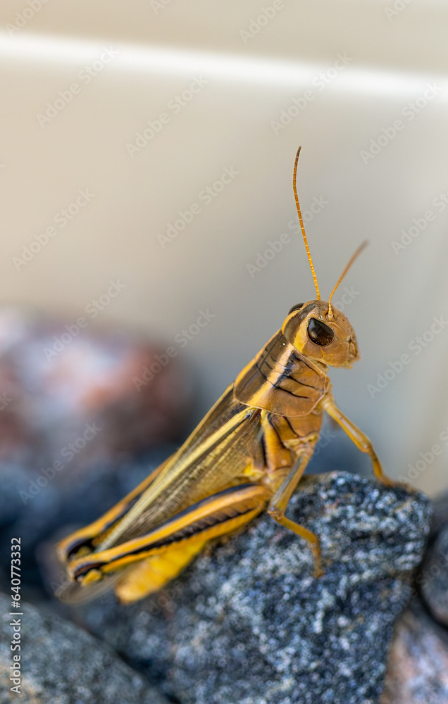 Fototapeta premium Closeup of a brown grasshopper sitting on black and red pebbles. Selected focus.