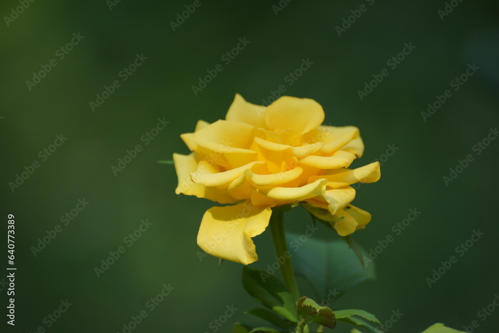 yellow flower yellow flower