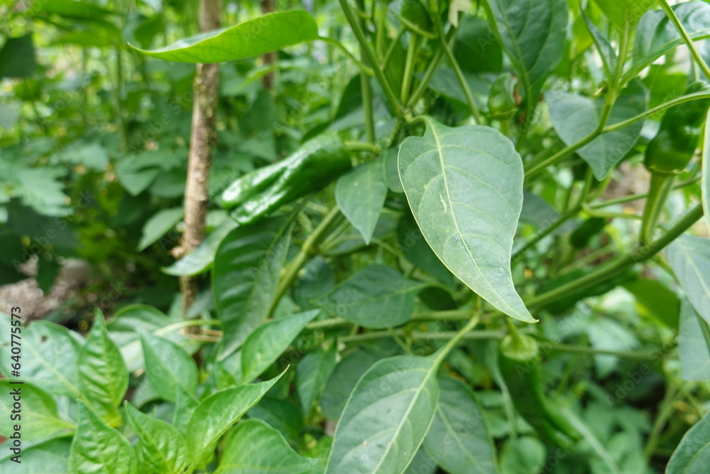 growing peppers in raised bed in backyard garden, blooming peppers, planting peppers