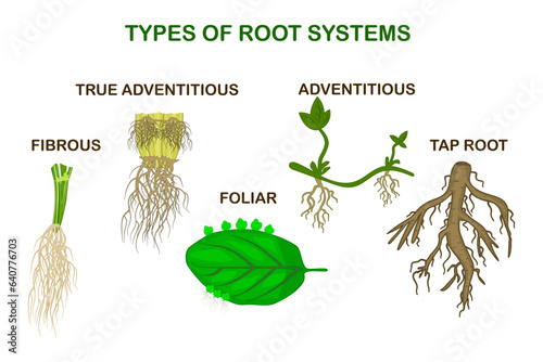 Types of root systems of plants,monocot and dicot on white background. Taproot, adventitious, true adventitious, foliar and fibrous root example comparison.Biology education poster.Vector illustration photo