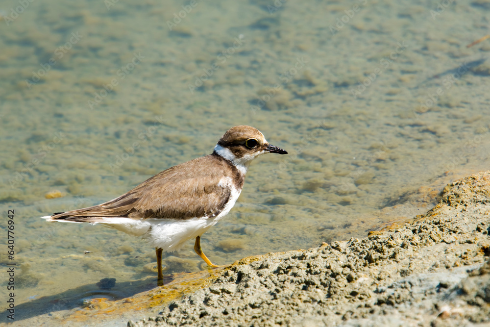 Young little ringed plover in the beach of a lake