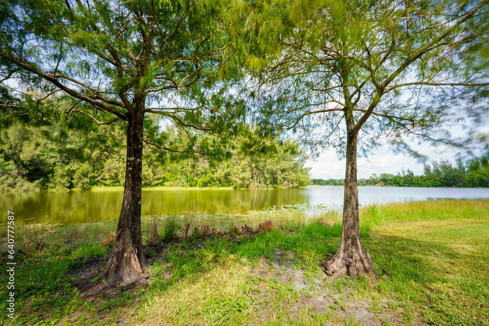 Photo of two trees by a lake naturescape long exposure with motion blur Photo of two trees by a lake naturescape long exposure with motion blur