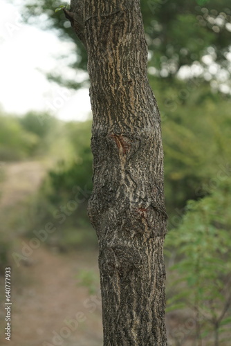 Growing young tree trunk , close up view