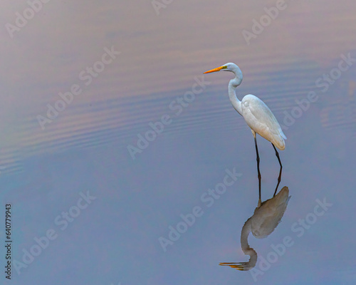 A greater Egret moving in a lake  © YK