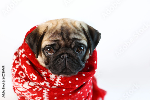 Pug puppy is wrapped in a red scarf. Knitted scarf. Winter cold. Isolated object. Copy space.