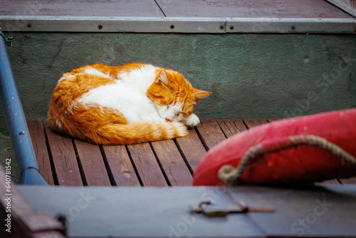 kot śpi w łódce
